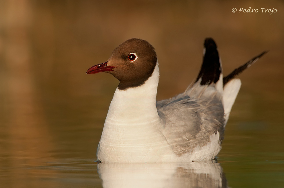 Gaviota reidora ( Larus ridibundus )